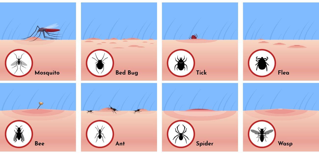 bed-bugs-mosquito-bee-differences