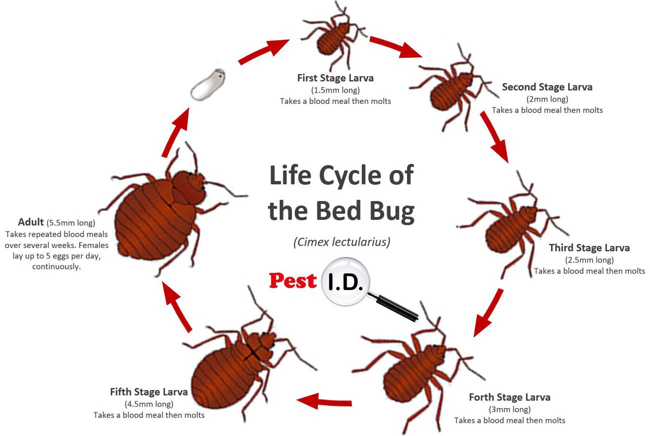 bed-bugs-what-you-need-to-know